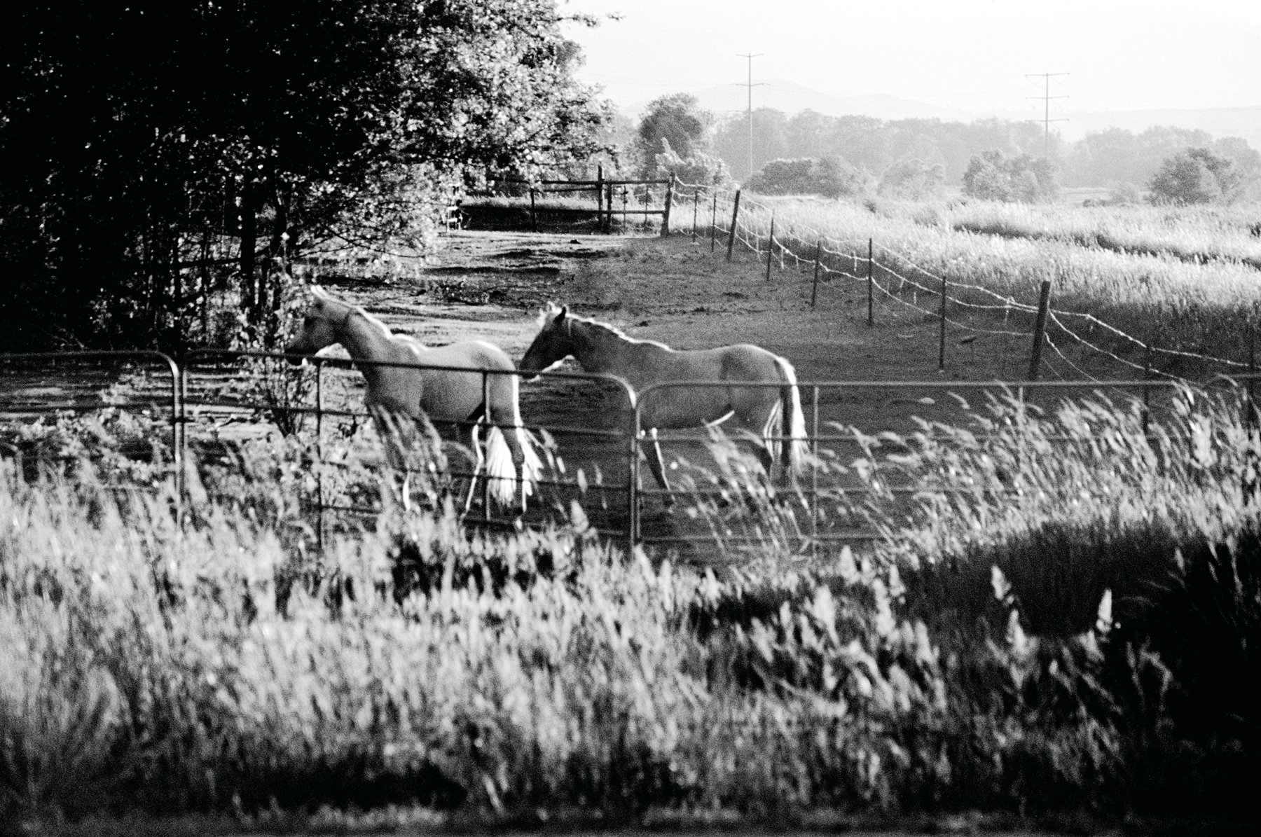 Horses st Dusk by Mary Hills